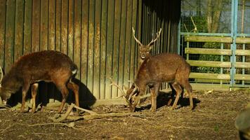 indokinesiska sika rådjur i Zoo video