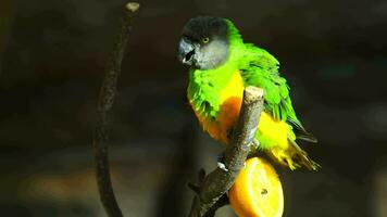 vídeo do Senegal papagaio dentro jardim zoológico video