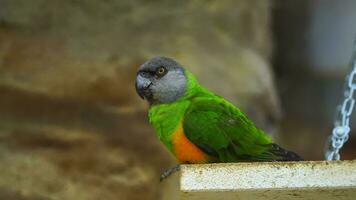vídeo do Senegal papagaio dentro jardim zoológico video