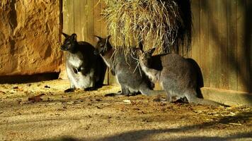 vídeo do vermelho pescoço wallaby video