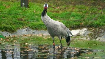 vídeo do comum guindaste dentro jardim zoológico video