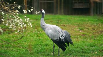 Video of Common Crane in zoo