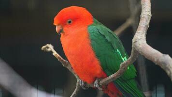 Video of Australian king parrot