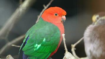 Video of Australian king parrot