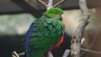 Video of Australian king parrot