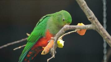 Video of Australian king parrot