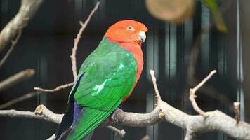 Video of Australian king parrot