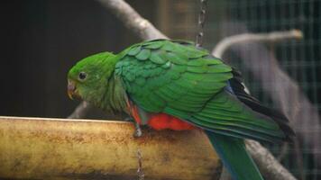 video van Australisch koning papegaai