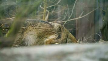 vidéo de gris Loup dans zoo video