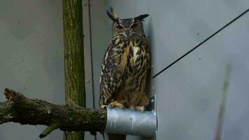 Video of Eurasian eagle owl