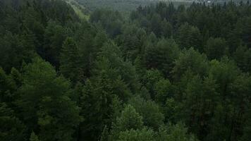 Interesting view from the drone. Beautiful green forest with tall trees on a green hill. photo