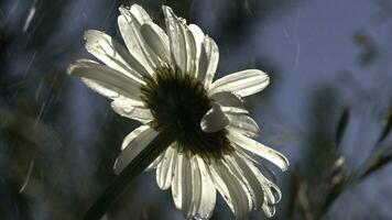 Chamomile in macro photography. Creative. Rain dripping on a bright daisy from below and other grass is visible. photo