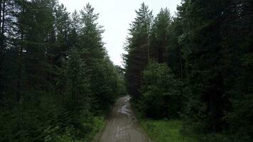 View from a helicopter . Clip. A huge green forest, with a muddy road with puddles and a bright sky overhead. photo