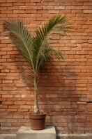 ai generado un palma árbol se sienta por un ladrillo pared, hoja patrones foto