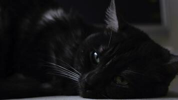 cerca arriba de suave y mullido negro y blanco gato que cae dormido. concepto. Doméstico gato con grande verde ojos acostado a hogar en frente de el cámara en borroso antecedentes de el habitación. foto