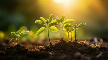 AI generated young green plants growing in the soil with sun photo