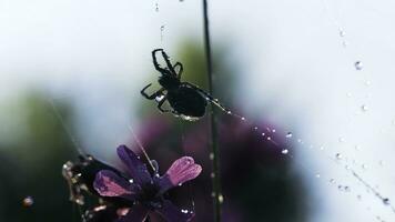 A spider next to a web on which it rains .Creative. A beatiful spider weaving in the rain on a wonderful orchid photo