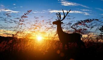 Silhouette of deer with antler in meadow field against sky sunrise background. Wildlife conservation concept photo