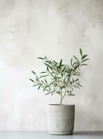 AI generated green olive tree in pot on white wall photo