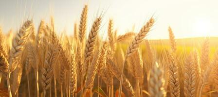 ai generado dorado trigo campo cerca arriba cosecha campos valores imágenes foto