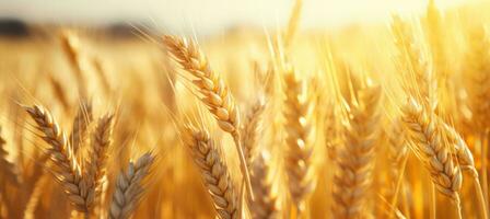 AI generated golden wheat field close up crop fields stock pictures photo