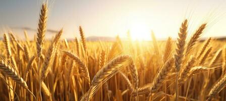 ai generado dorado trigo campo cerca arriba cosecha campos valores imágenes foto