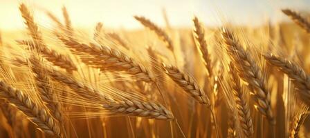 AI generated golden wheat field close up crop fields stock pictures photo