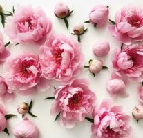 AI generated pink peony flowers on a white background photo