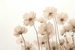 ai generado suave, pálido rubio flores en un blanco antecedentes foto