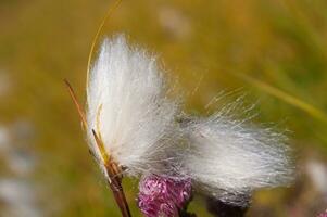 a close up of a flower with a fluffy white flower photo