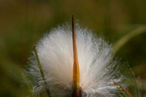 a white fluffy plant photo