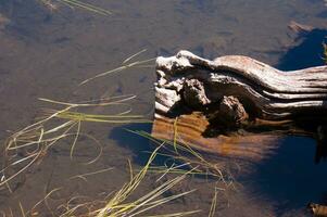 a log in the water photo