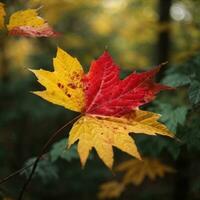 ai generado de otoño despedida de cerca de un rojo arce hoja en el bosque generativo por ai foto