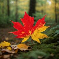 ai generado de otoño despedida de cerca de un rojo arce hoja en el bosque generativo por ai foto