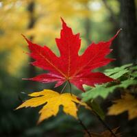 ai generado de otoño despedida de cerca de un rojo arce hoja en el bosque generativo por ai foto