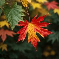 ai generado de otoño despedida de cerca de un rojo arce hoja en el bosque generativo por ai foto