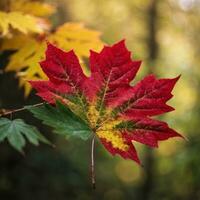 AI generated Autumn's Farewell Close-Up of a Red Maple Leaf in the Forest Generative by AI photo