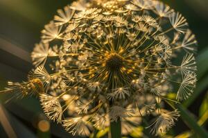 AI generated Dandelion seed head backlit by the setting sun, with a warm golden hour glow Generative by AI photo