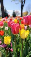 ai generado un maravilloso imagen de un campo de brillantemente de colores tulipanes foto