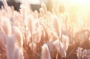 AI generated a white field of tall grass and sun silhouettes photo