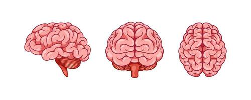 Human brain from different angle Isolated on White Background. vector