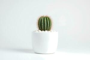 AI generated Front view of Small plant in pot succulents or cactus isolated on white background. Indoor plants. photo