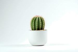 ai generado frente ver de pequeño planta en maceta suculentas o cactus aislado en blanco antecedentes. interior plantas. foto