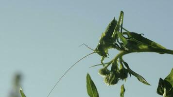 grande verde saltamontes en contra azul cielo fondo, cerca arriba imágenes. creativo. verde insecto en un verde verano planta. foto