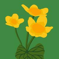 Vector illustration of a caltha palustris on a green background.