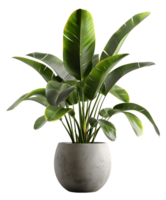 ai gegenereerd tropisch kamerplant in pot png