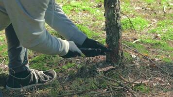 uomo nel un' escursione segare legna per il fuoco di bivacco utilizzando un' mano sega. turista nel un' europeo foresta è preparazione per il campo. statico tiro video