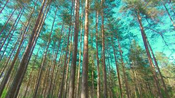 a piedi attraverso il pino foresta e guardare su per il alberi. parte inferiore Visualizza di pino corone a soleggiato estate giorno. il cielo può essere visto attraverso il cime di il alberi video