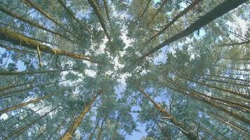 Low Angle View of a Winter Pine Forest, Walking Through the Coniferous Trees. Bottom View of the Tops of Pines in the Snow at Sunny Winter Day. The Sky Can Be Seen Through the Tops of the Pines video