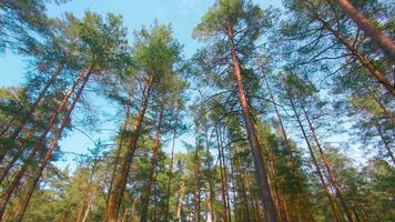 Basso angolo Visualizza di colorato estate pino foresta, a piedi attraverso il conifero alberi. parte inferiore Visualizza di il cime di pini a soleggiato estate giorno. il cielo può essere visto attraverso il cime di pini video